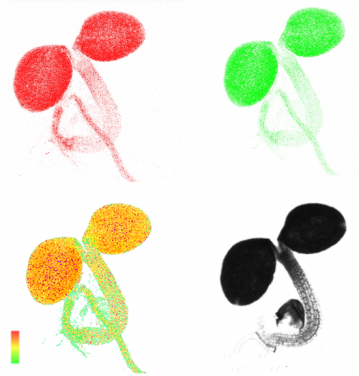 Live images of a plastid-localized ATP sensor in an Arabidopsis seedling.
Red and green panels show the images of the ATP sensor at 470 nm – 507 nm and 526 nm – 545 nm in a 3-day-old seedling. The ratio between both images, which corresponds to ATP concentration (higher level in red and lower level in green), is shown in the lower left panel. The lower right panel is the brightfield image of the seedling. (Photo credit:
Chia Pao Voon)